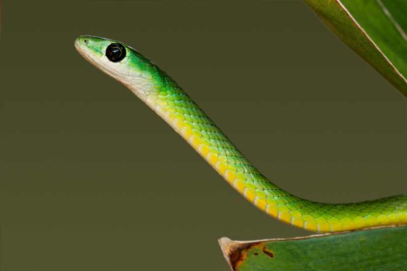 Natal Green Snake