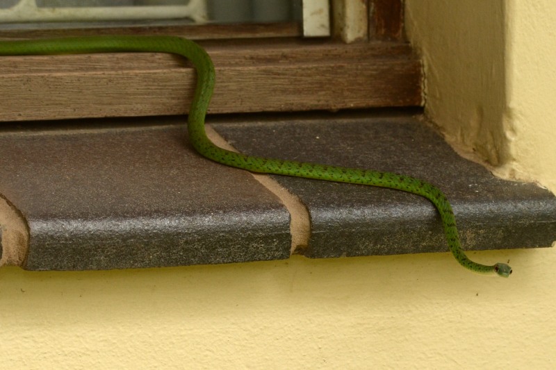 Spotted Bush Snake