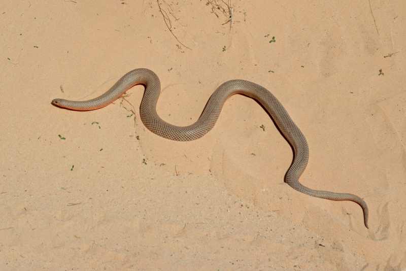 Mole Snake