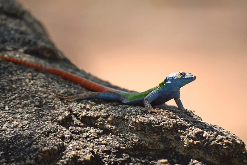 Common Flat Lizard