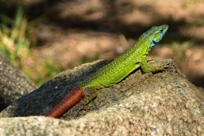 Common Flat Lizard