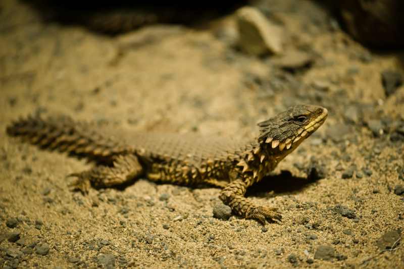 Giant Girdled Lizard