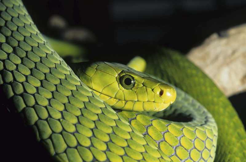 Green Mamba