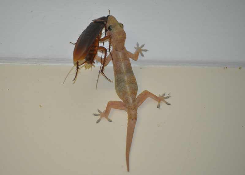 A House Gecko sorting out a cockroach