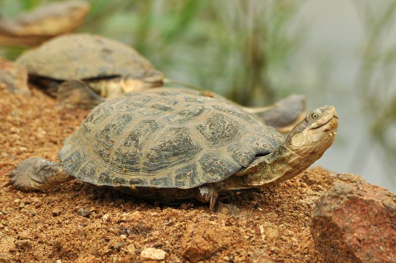 Marsh Terrapins may often be seen basking on the banks of a pond