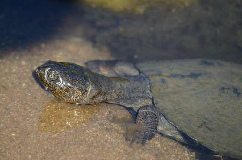 Marsh Terrapin in Kruger National Park