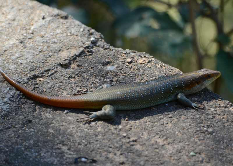 Male Rainbow Skink