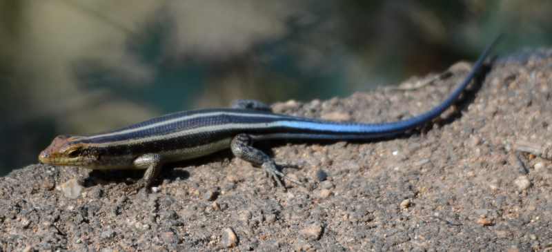 Female Rainbow Skink