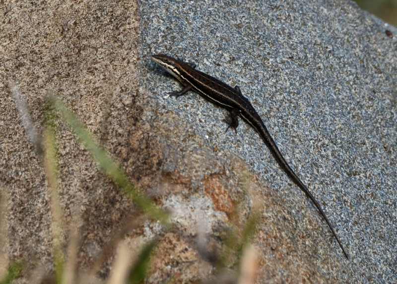 Variable Skink