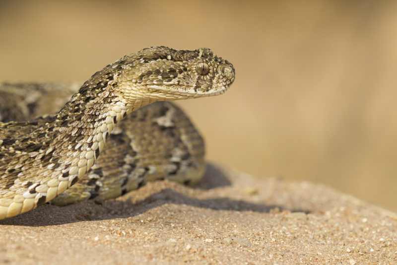 Puff Adder