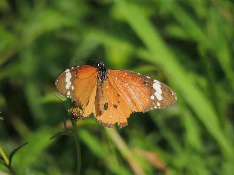 African Monarch butterfly - note the floppy antennae