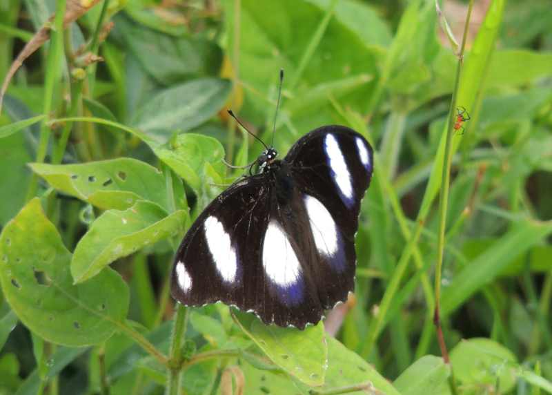 Diadem at Kenneth Stainbank Nature Reserve