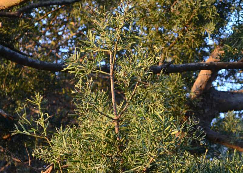 Leaves of an Outeniqua Yellowwood tree