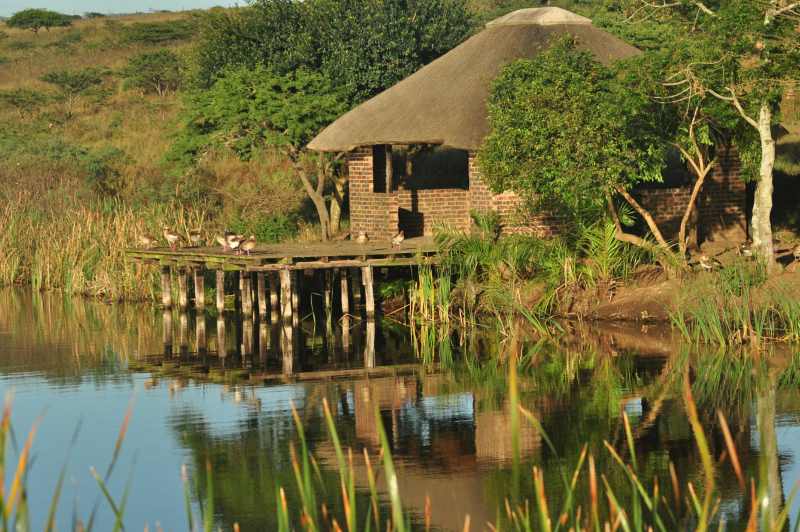 Looks like the Egyptian Geese have taken over the bird-watching hide at Tala Private Game Reserve