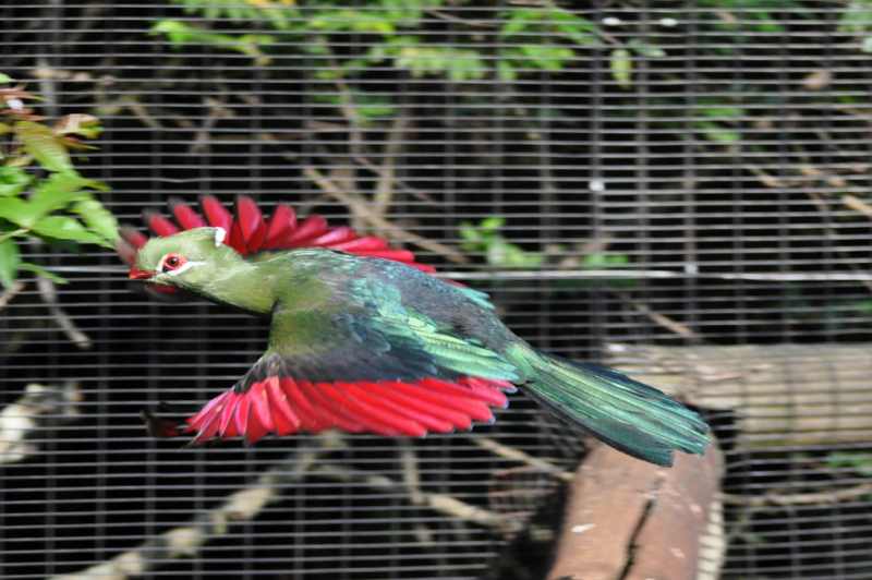 Knysna Lourie in the aviary, when it existed, at New Germany Nature Reserve