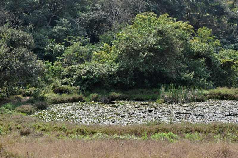 Lily covered pond at New Germany Nature Reserve