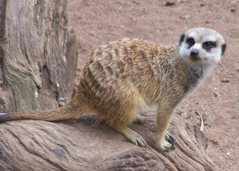 The Meerkats are very entertaining