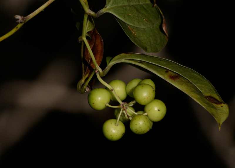 Tassel-berry