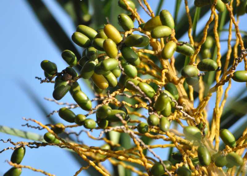 Fruit of the Wild Date Palm