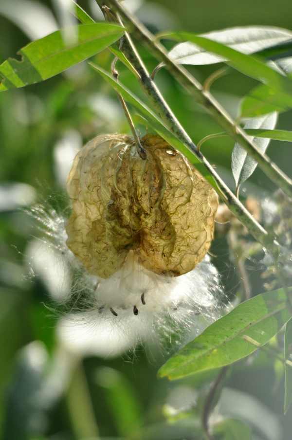 Balloon Plant