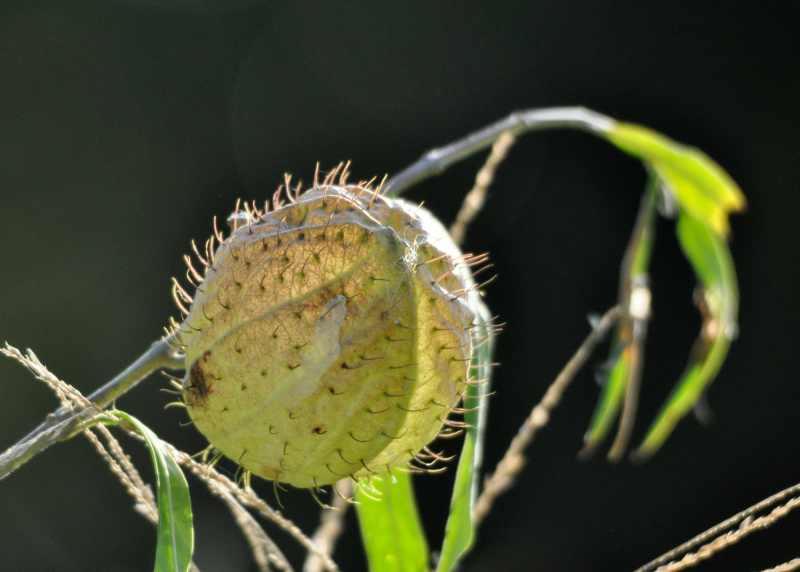 Milkweed otherwise known as Balloon Plant