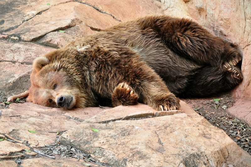 A Kodiak Bear at the National Zoological Gardens in Pretoria