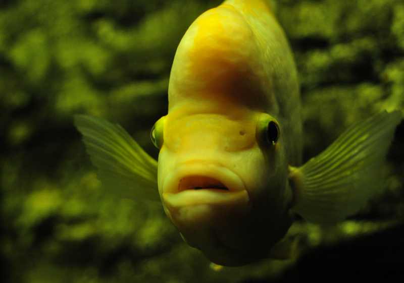 Aquarium at National Zoological Gardens, otherwise known as the Pretoria Zoo.