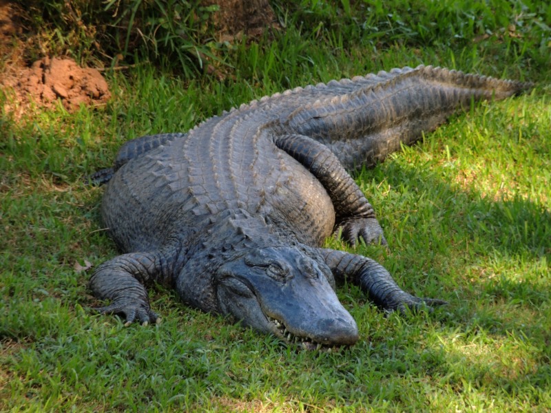 A large Croc lazing on the grass