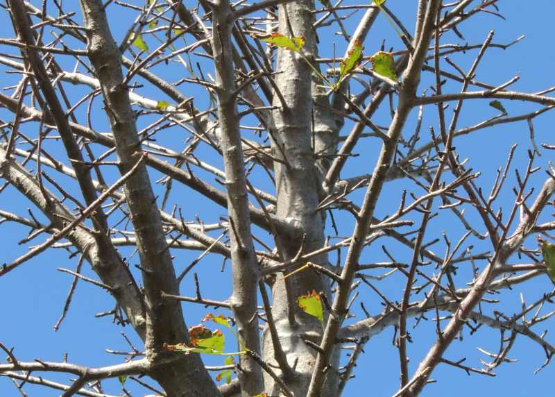 Baobab