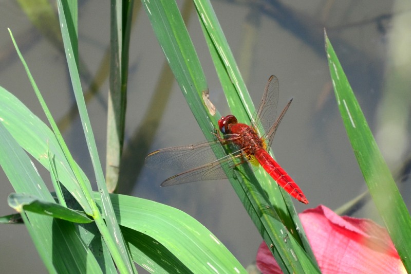 Broad Scarlet