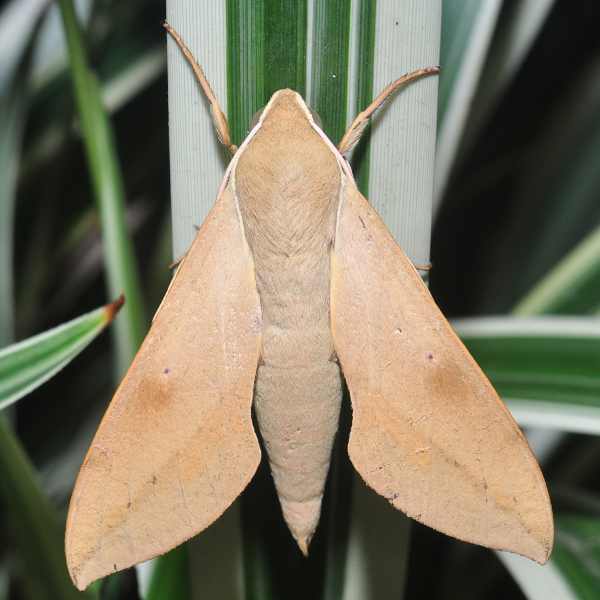 Cape Hawk Moth