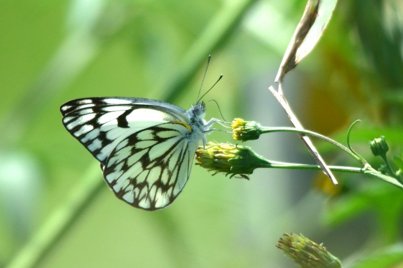 Brown-veined White