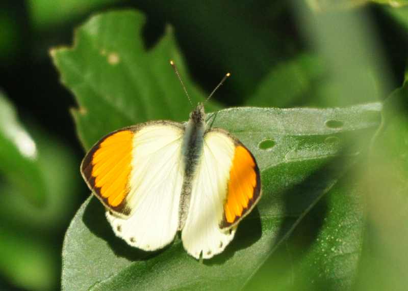 Sulphur Orange Tip