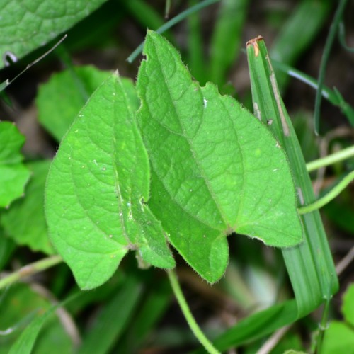 Black-eyed Susan leaves