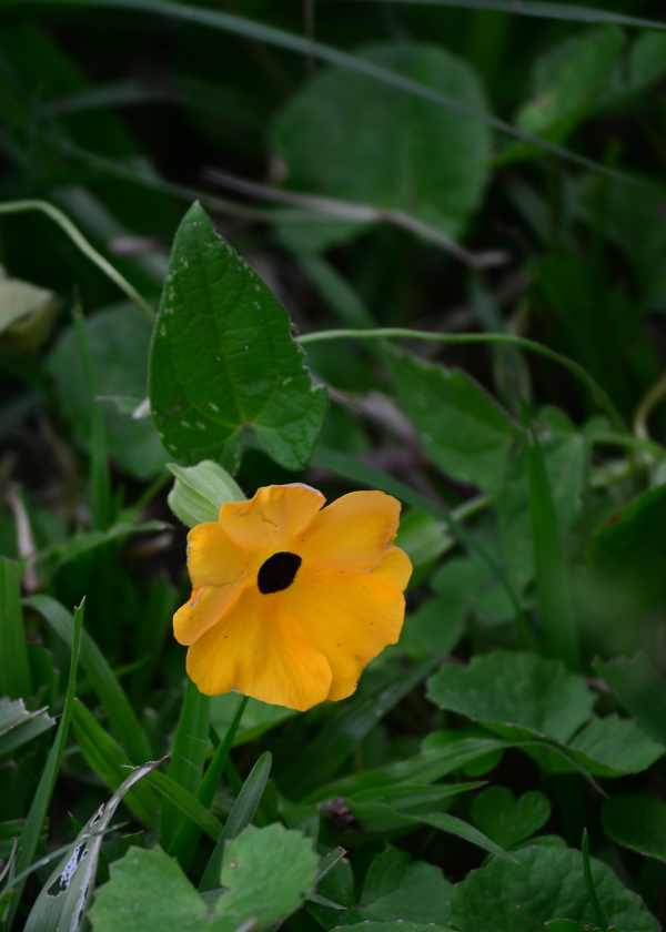 Black-eyed Susan flower