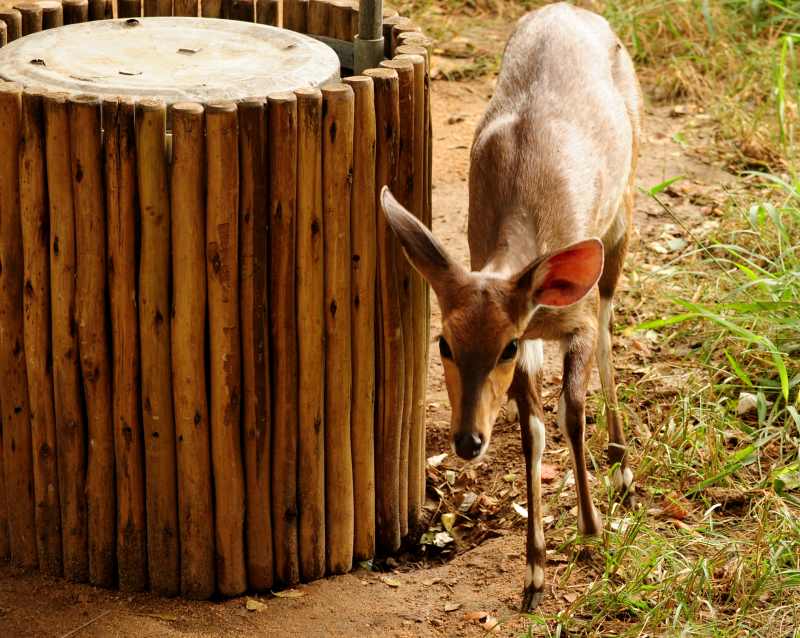 Female Bushbuck at Afsaal Picnic Site