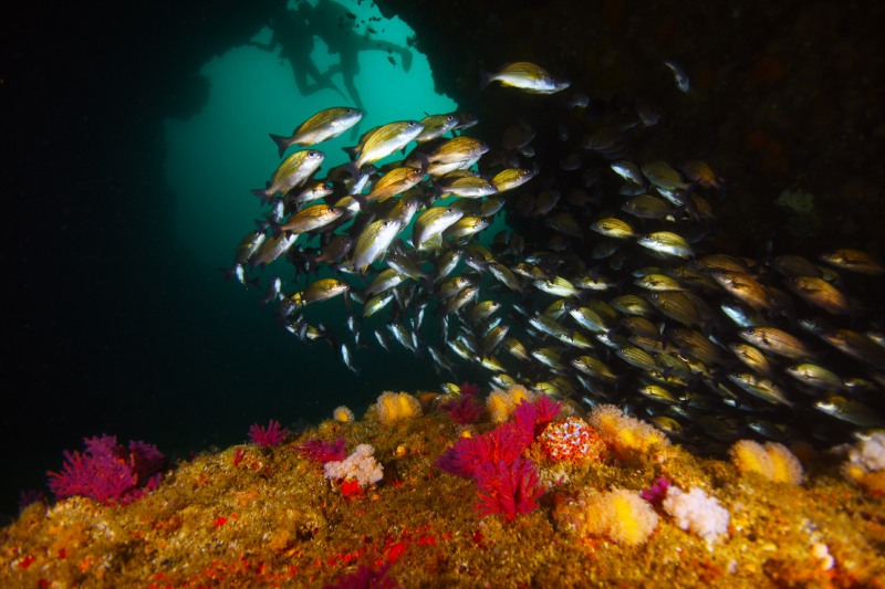 Aliwal Shoal diving site