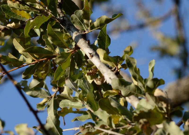 Leadwood Tree leaves