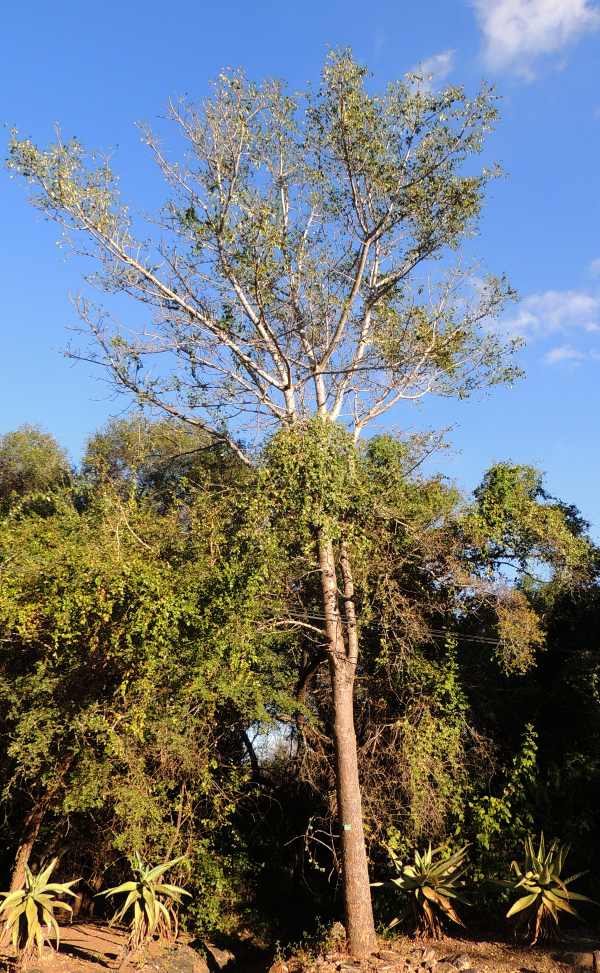 A young Marula Tree in Berg-en-dal camp in Kruger National Park