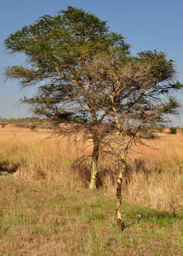 Fever Tree