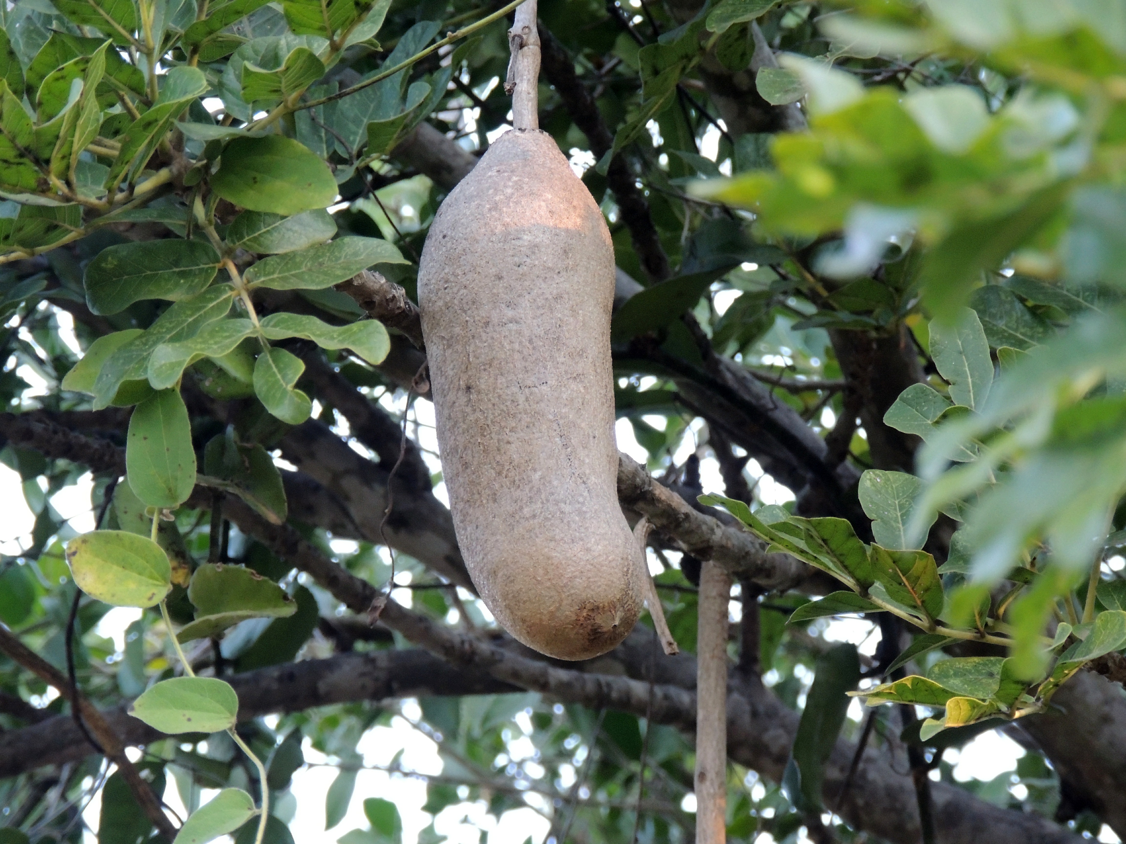 Fruit of a Sausage Tree