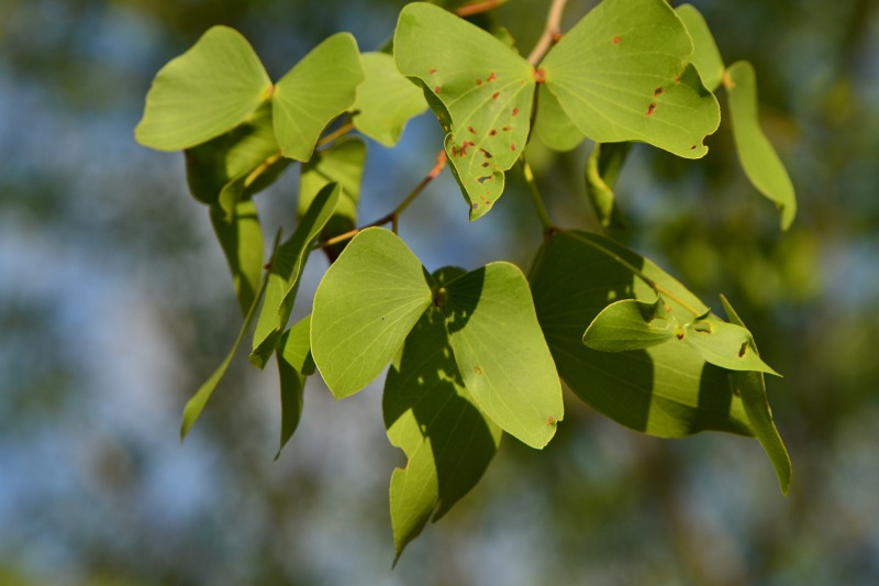 The distinctive leaves