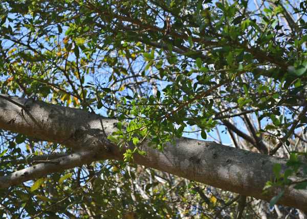 Leaves of a Natal Fig tree