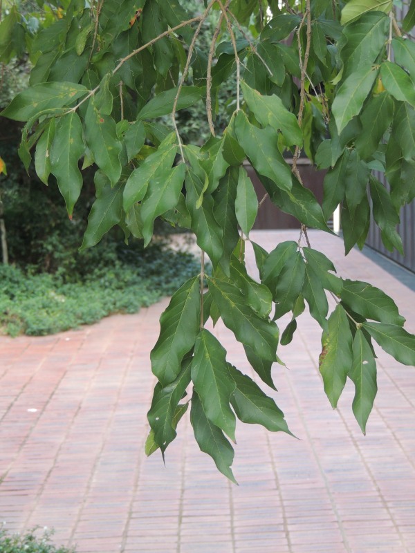 River Bushwillow leaves