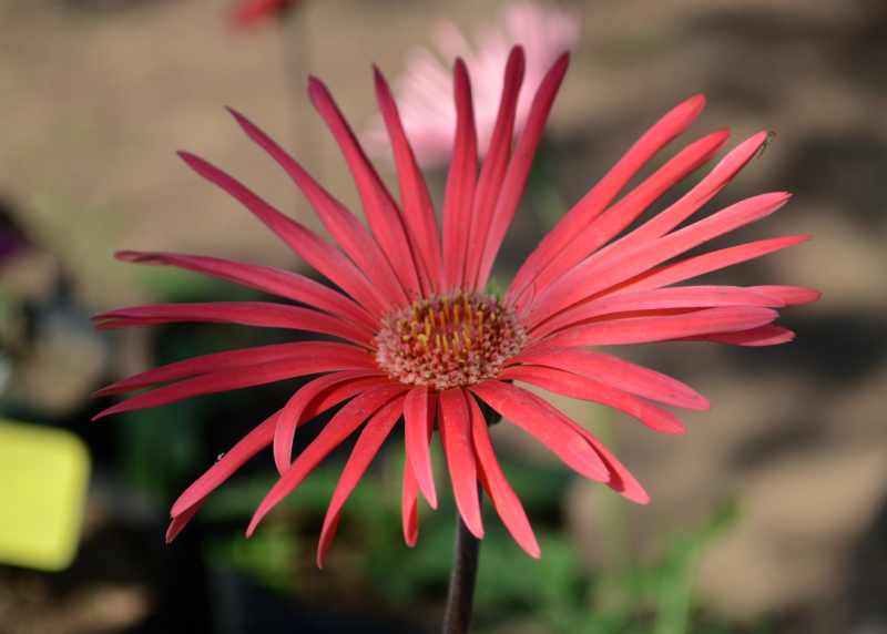 Barberton Daisy