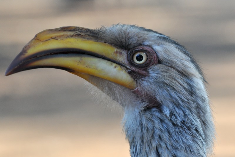 Southern Yellow-billed Hornbill