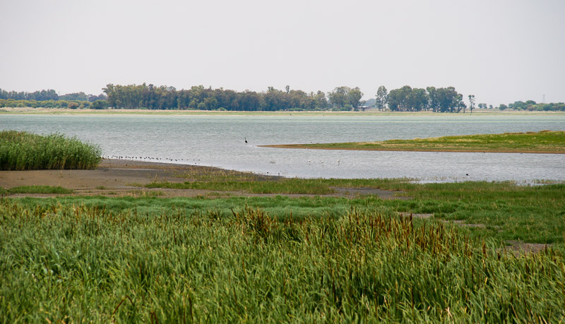 A pan at Barberspan Nature Reserve