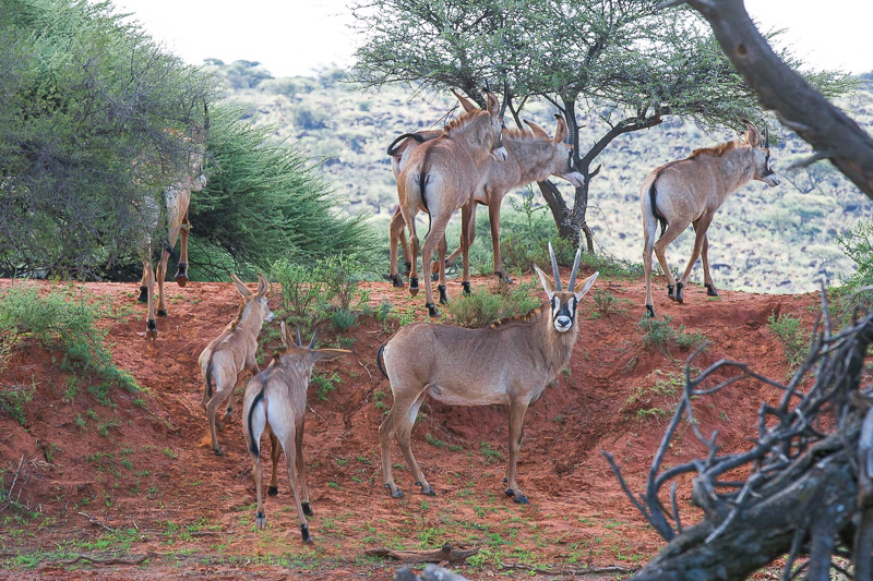 Roan Antelope