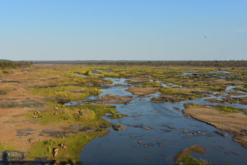 Impala graze on the banks of the Olifants River