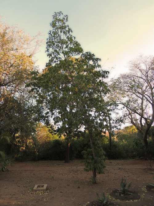 Matumi tree in Kruger National Park